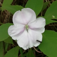 <i>Impatiens henslowiana</i>  Arn.